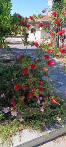 Ein paar rote Blumen im Garten. in der Unterkunft Filoxenia in Nea Iraklia