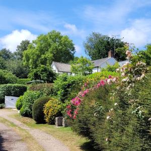 un jardin avec des buissons et des fleurs sur un chemin de terre dans l'établissement Keep Cottage - East Devon, à Southleigh
