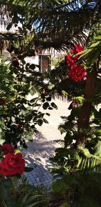 a group of red roses and a tree at Appartement meublée f3 in Alger