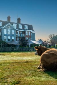 eine Kuh, die im Gras vor einem Haus liegt in der Unterkunft Balmer Lawn in Brockenhurst