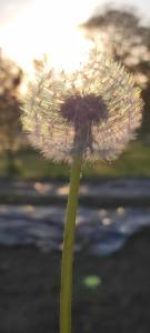 Galeriebild der Unterkunft Csodakert Vendégház in Csapi