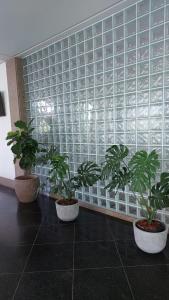 three potted plants in front of a glass wall at BRISAS DO MAR HOTEL in Valença