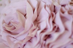 un primer plano de una flor rosa en Agriturismo Tenuta Belvedere, en Belvedere Ostrense