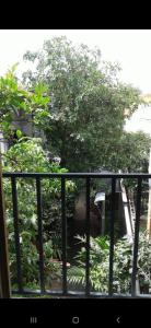 a view of a garden from a balcony at S&M Apartments and rooms in San José