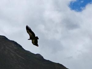 a bird flying over the side of a mountain at Zaur Guest hause in Xınalıq