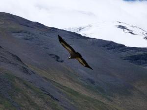 a bird flying in the air over a mountain at Zaur Guest hause in Xınalıq