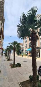 Une rangée de palmiers dans une rue de la ville dans l'établissement Apartment Riva, à Tivat