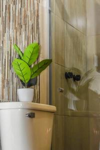een plant bovenop een toilet in een badkamer bij Nomad Casa en la mejor ubicación in Hermosillo