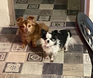 two dogs are standing on a tile floor at La Vignalié 