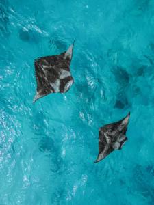 アスルガ島にあるDiamonds Athuruga Maldives Resort & Spaの青い水の中を泳ぐ3匹のアカエイ