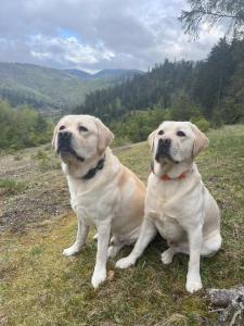 two dogs sitting in the grass in a field at Penzión Pod Guglom in Mlynky 