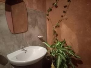 La salle de bains est pourvue d'un lavabo et d'une plante en pot. dans l'établissement Mystay, à Mawanella