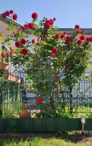 Zahrada ubytování Ferienapartment Neunkirchen