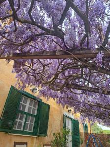 un árbol con flores púrpuras colgando sobre un edificio en Entire country house one step away from Rome, en Maccarese