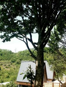 un gran árbol frente a una casa en Wayside Cottage, en Batumi
