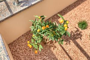 Zahrada ubytování Apartment Nikola + 6 fotografií