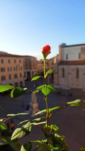 una rosa roja en una planta con edificios en el fondo en Appartamento Piazza Dante Alighieri en Grosseto