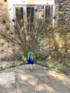 a large peacock with its tail feathers open at The Snuggery Cottage in Taunton