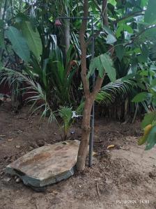 Zahrada ubytování The Lake View Tangalle