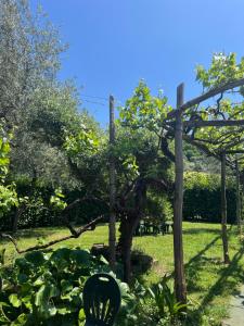 a garden with a tree and a fence at Agriturismo Le Grottelle in SantʼAgata sui Due Golfi
