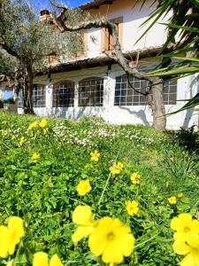 a field of yellow flowers in front of a house at Il Melograno in Torino di Sangro