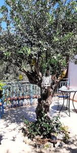 Zahrada ubytování La casetta degli ulivi