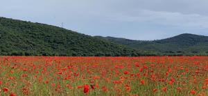 a field of red poppies in front of a mountain at La Cigale Varoise - Hyères La Plage in Hyères