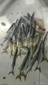 un montón de peces sentados en una mesa en Dubai fishing trip 5 hours, en Dubái