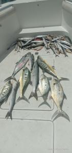 a group of fish on the floor of a boat at Dubai fishing trip 5 hours in Dubai