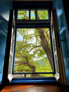 an open window with a view of a large tree at Robin Hotel Apartments in Tsepelovo