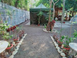 einen Garten mit Topfpflanzen und ein Zelt in der Unterkunft Wellness & Fitness In Life La Union Postural & Joint Alignment Yoga Retreat Yoga Session Center 