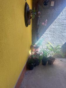 un groupe de plantes en pot assis à côté d'un mur jaune dans l'établissement Pousada Recanto do Tucano, à Cavalcante