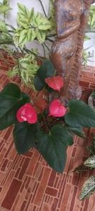 a plant with pink flowers on a table at Leisure home in Colombo +15 photos