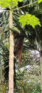 a green bird sitting on top of a palm tree at Leisure home in Colombo