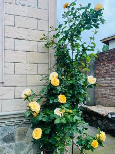 Ein Haufen gelber Rosen wächst auf einem Gebäude in der Unterkunft Himalayan Sun Cottage in Srinagar