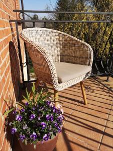 卡齊米日－多爾尼的住宿－Pokoje gościnne u Doroty，阳台上的藤椅和盆栽植物