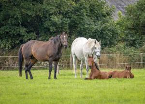 grupa trzech koni stojących na polu w obiekcie 1-Bedroom Cottage sleeps 3 in Kilmore Quay w mieście Kilmore Quay