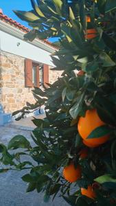 a bunch of oranges hanging from a tree at Nafplio Village in Nafplio