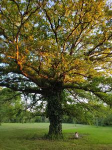 un perro tirado bajo un gran árbol en un campo en GITE DE LA JANIERE, en Sainte-Luce-sur-Loire