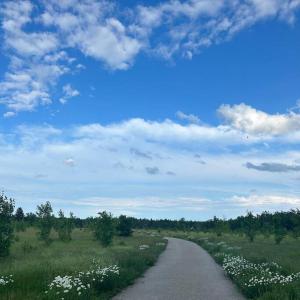 a road in the middle of a field with white flowers at Private Waterfront Getaway in Richibucto +2 photos