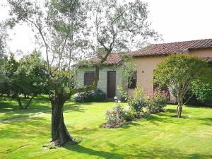 Un jardín fuera de Montecasciano - Mimosa