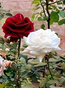 dos rosas rojas y blancas sentadas una al lado de la otra en Dana WhiteDometrail Lodge, en Dana