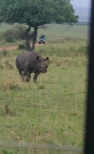 Photo de la galerie de l'établissement Emayian sekenani camp, à Sekenani