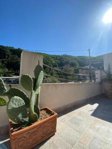 un cactus en una olla sentada en un balcón en La Badia, en Messina