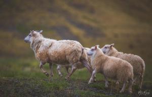 Dýr í íbúðinni eða í nágrenninu