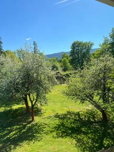 two trees in a field with green grass at Wellington House in Nanaimo