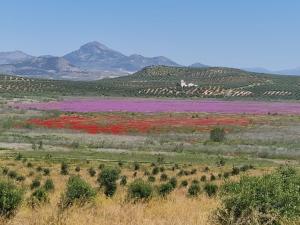 a field with purple flowers in a field with mountains at Guesthouse Jazmínes Mozárabes # WIFI in Baena