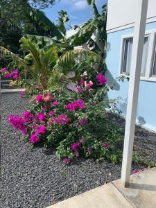 un letto di fiori rosa di fronte a una casa di Stay and Dive a Cuajiniquil