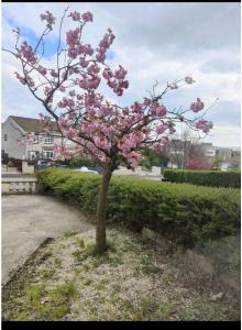 un albero con fiori rosa in un giardino di Town Center 3Room House free parking a Letterkenny
