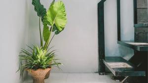 Fotografie z fotogalerie ubytování De Coco Hostel Koh Tao v Ko Tao